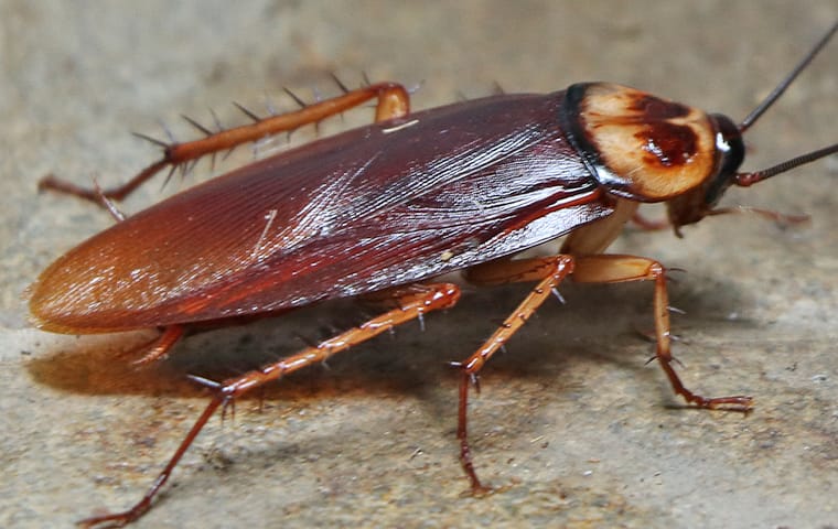 Cockroach-Addison-Pest-Control-Of-Texas