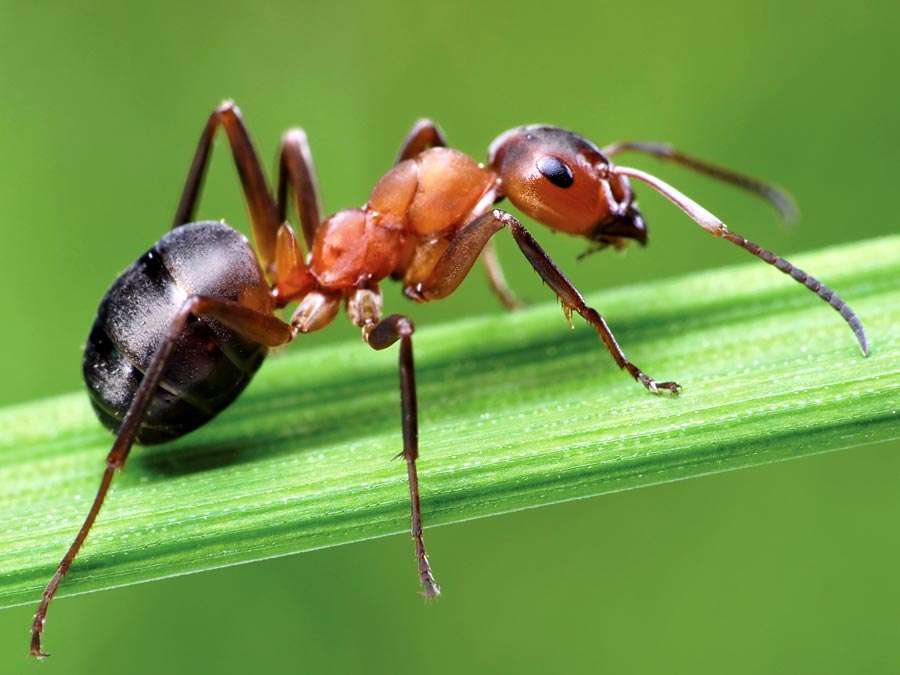 ant-wood-grass-horse-Formica-insect